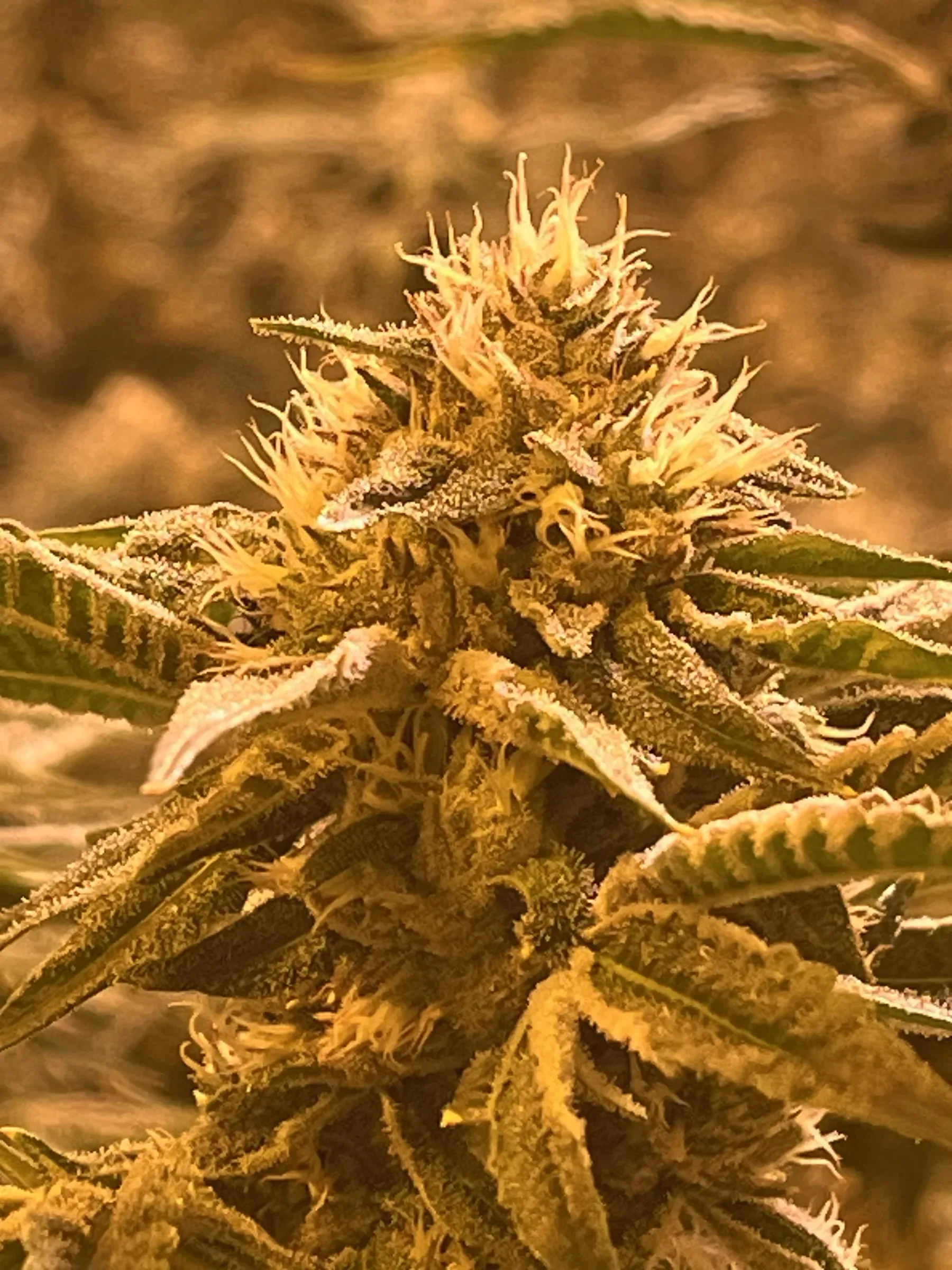 Leafire indoor grow