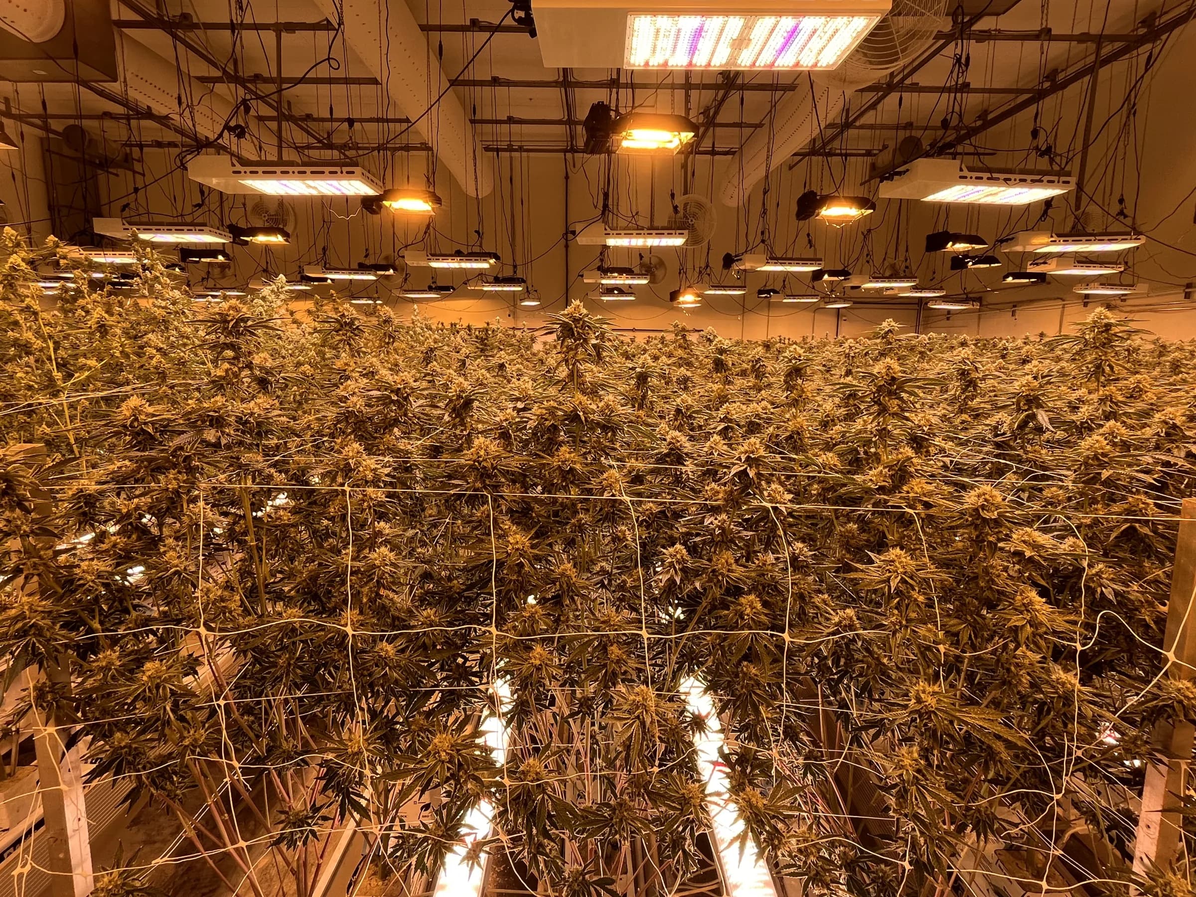 Leafire cultivation canopy