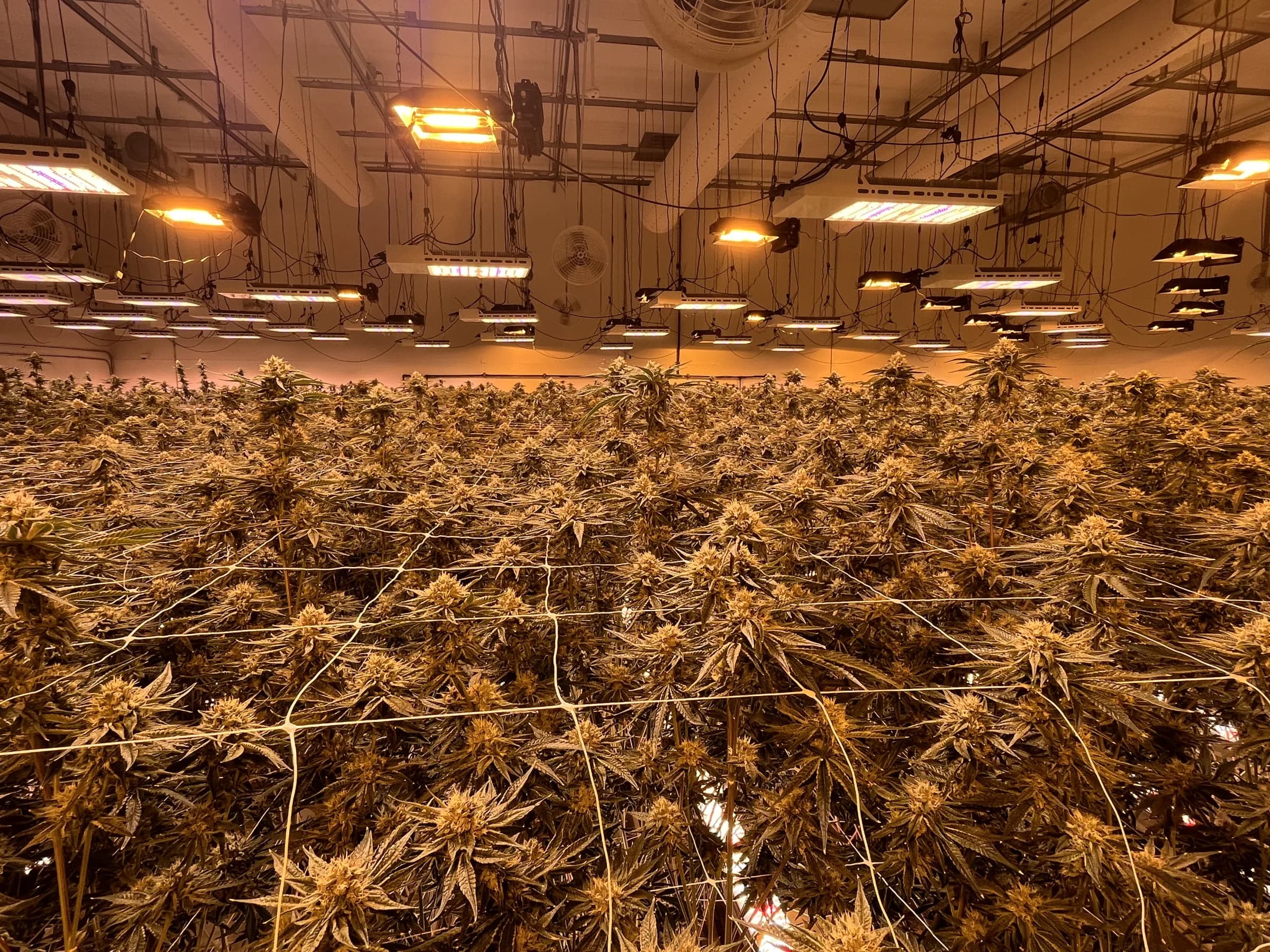 Leafire flower room canopy