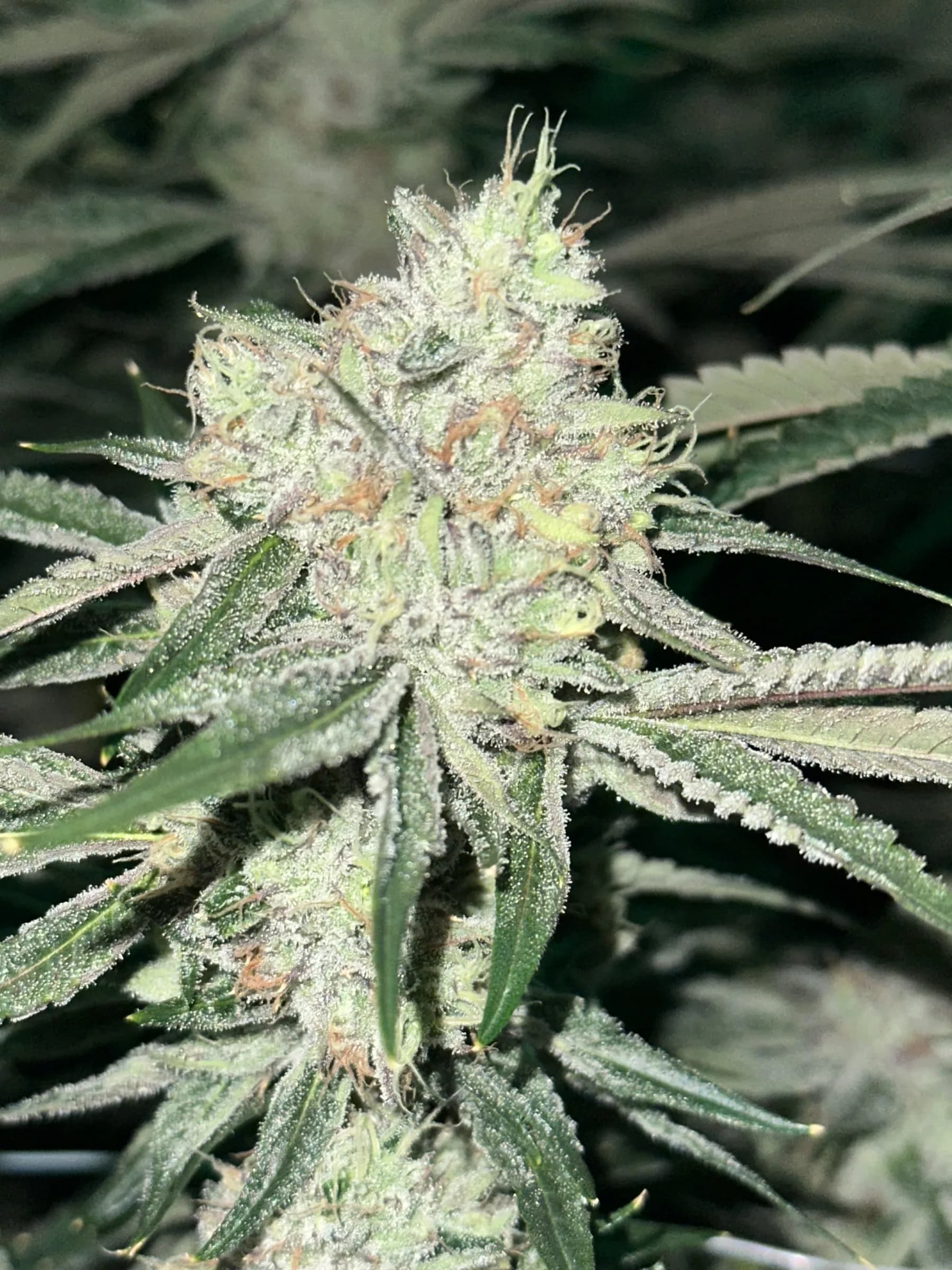 Galactic Warheadz close-up